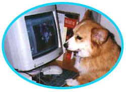 Email Day-One Dog Training
