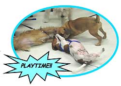 Play time at Day-One Dog Training